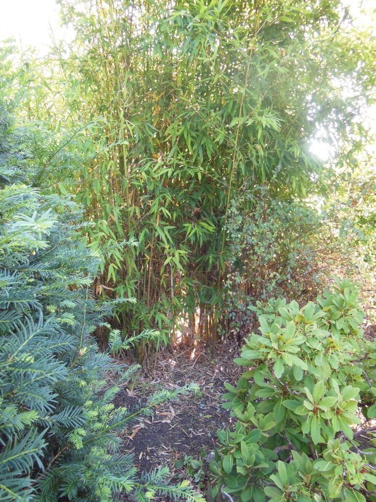 Bambus.JPG