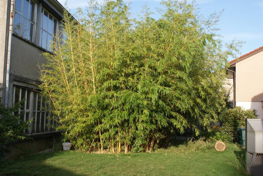 Bambus 04.jpg