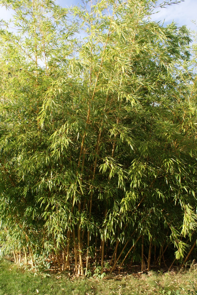 Bambus 06