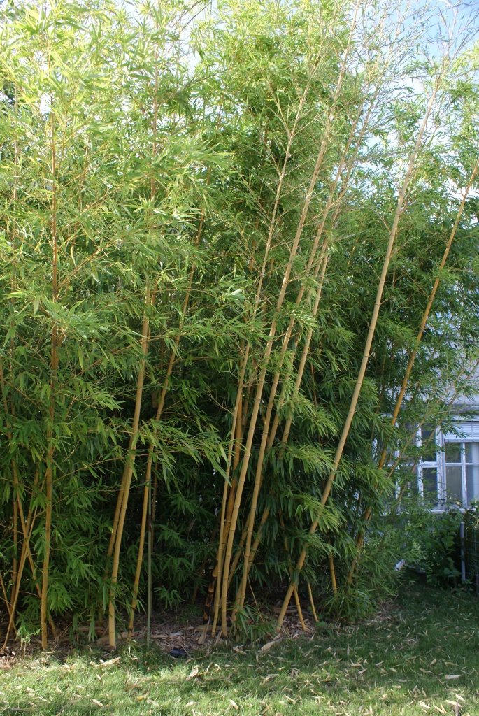 Bambus Phyllostachys
