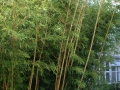 Bambus Phyllostachys