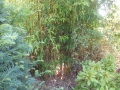 Bambus.JPG